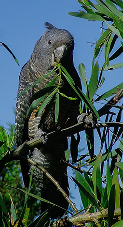 Female gang-gang cockatoo in one of the wattle trees at Grampians Paradise Camping and Caravan Parkland